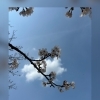🌴aloalo🌴桜を見る会🌺