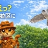《杉並区あるある検証 No.13》 えっ？杉並区に鷹がいるって本当なのかにゃ！？