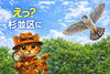 探偵と空飛ぶ猛禽類、杉並区で遭遇「《杉並区あるある検証 No.13》 えっ？杉並区に鷹がいるって本当なのかにゃ！？」
