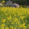 デイサービス金太郎送迎中八女市黒木町大渕松瀬ダム〜平野山桜・桜・ハナモモ〜‼️YouTube見てね(^O^)‼️。