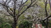 「サロン前の桜並木がほぼ満開に　春散歩がてらお越しください」