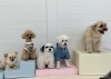 きな♡まるくん♡アモルくん♡ペチくん♡ジョアくん「ましゅまろ幼稚園🐾」