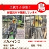 【新居浜市】オカメインコ・里親募集のお知らせ！