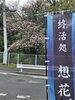今年も咲きました「4月になりました(北九州市八幡西区若葉にある少人数での送り出しをしている直葬、家族葬専門葬儀社です。戸畑区にて直葬専門会館もございます。また、小倉北区にも会館がございます)」