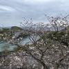 4月1日 西海橋の桜とうず潮の様子