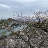 4月1日 西海橋の桜とうず潮の様子