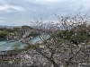「4月1日 西海橋の桜とうず潮の様子」