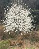 季節の訪れを告げる、可憐な白花「鳴門市北灘町のガーデンカフェに、春を告げるハクモクレンが咲き始めました」