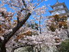 近隣のお花見スポット「春爛漫🌸」