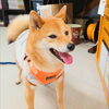 うめちゃん「今日のお友達」