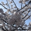 4月ですね🌸