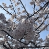 4月ですね🌸