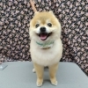 ブラッシングとコーミング【どっぐさろんあきゅ　京都市南区上鳥羽　小型犬専門　トリミング　ペットサロン】