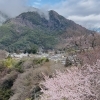 木曽の桜情報