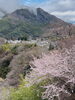 上松町の桜「木曽の桜情報」