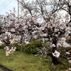 今朝の桜🌸5分咲きくらい