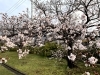 安倍グランドの桜「今朝の桜🌸5分咲きくらい」