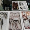 📣本日のお魚情報🐟