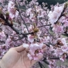 NO151 春が続けば🌸