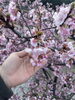 「NO151 春が続けば🌸」
