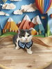 こむぎくん️🩵「斐川町ペットサロン✨ トリミングに来られたわんちゃん🐶🐾猫ちゃん🐈」