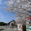 魚魚の宿　西海橋の桜満開です🌸