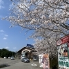 魚魚の宿　西海橋の桜満開です🌸
