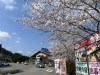「魚魚の宿　西海橋の桜満開です🌸」