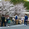 花見第一陣