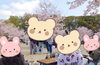 「🌸お花見のイベント🌸」