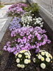 「春の花が咲き始めました。心と体もゆるめにいらっしゃいませんか？」