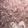 お花見帰りに！