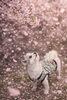看板犬の小鉄「お花見帰りに！」