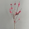 開花中の花桃「照手紅」お迎えしませんか？【春に映えるコンパクト樹形】
