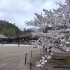 【春の出雲へ！】桜の季節がやってきました！