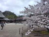 出雲大社拝殿前桜「【春の出雲へ！】桜の季節がやってきました！」