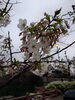 春らんまん、城下町に咲く桜「今治城の桜、三分咲きの景色とともに春をお届けします」