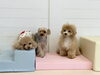きぃ♡ふむくん♡ソルくん「ましゅまろ幼稚園🐾」