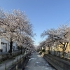 🐶犬と桜でメンタル回復。四つ木が最強すぎた朝🌸