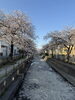 親水公園「🐶犬と桜でメンタル回復。四つ木が最強すぎた朝🌸」