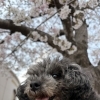 桜とセラピードッグたちと一緒に、春さんぽを楽しみました【就労B型/ワークシップ江南】