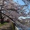 千保川沿いの桜とともに過ごすひととき　家族葬ホール ティア高岡木津のお知らせ
