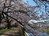 「千保川沿いの桜とともに過ごすひととき　家族葬ホール ティア高岡木津のお知らせ」
