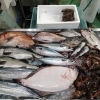 📣本日のお魚情報🐟
