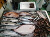 令和8年4月3日 店内「📣本日のお魚情報🐟」