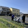 トウモロコシの定植 - 一貫洞 障がい者就労継続支援B型事業所