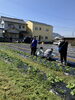 みんなで畑！「トウモロコシの定植 - 一貫洞 障がい者就労継続支援B型事業所」