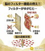 耳鳴り、難聴の原因となる脳のフィルター機能とは？「音を拾いすぎる脳の働きをリセット。耳鳴りの悪循環を止めるには？」