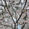 【事務の独り言】桜