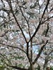 「【事務の独り言】桜」
